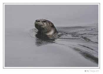 River Otter 1.jpg